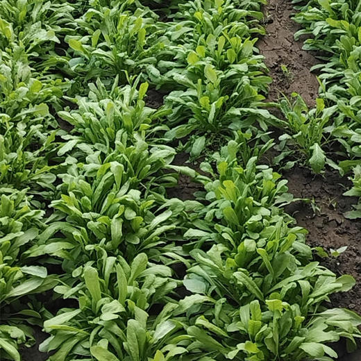 生态蔬菜荠菜200g 京津冀满百包邮 商品图2