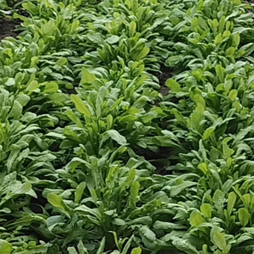 生态蔬菜荠菜200g 京津冀满百包邮 商品图4