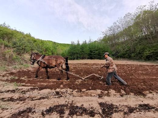 自然农耕酵素芋头，土豆，白菜、萝卜、红薯、南瓜  // 顾元军生态农场 商品图6