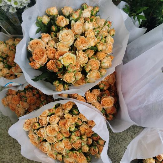 多头玫瑰珊瑚泡泡