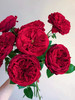 肯尼亚奥斯汀玫瑰Tess苔丝12支 商品缩略图9