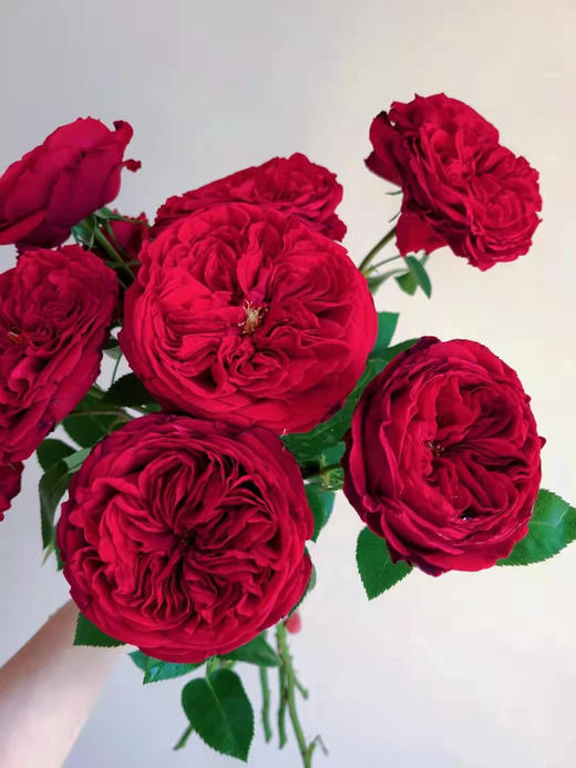 肯尼亚奥斯汀玫瑰Tess苔丝12支 商品图9