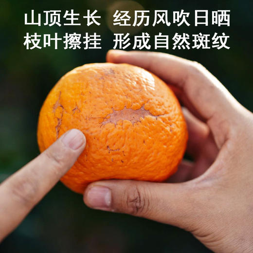 『川滇高原晚熟沃柑』浓甜爆汁 现摘现发 商品图3