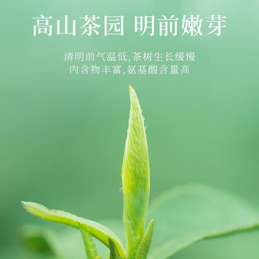 【臻尖-毛尖至尚】明前嫩芽毛尖绿茶茶叶100g*2罐 商品图2