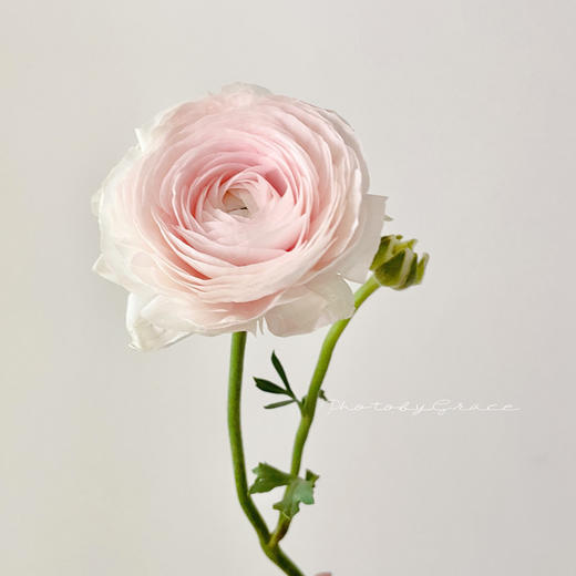 精品花材河内洋牡丹5支 商品图0