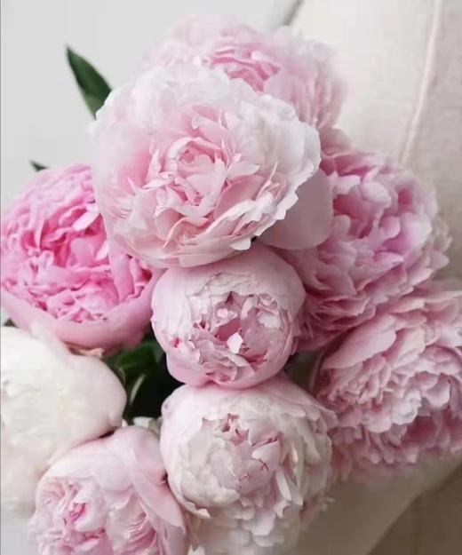 三八女神月鲜花专场 昆明鲜花 高端花： 次卡/季卡/年卡 商品图2