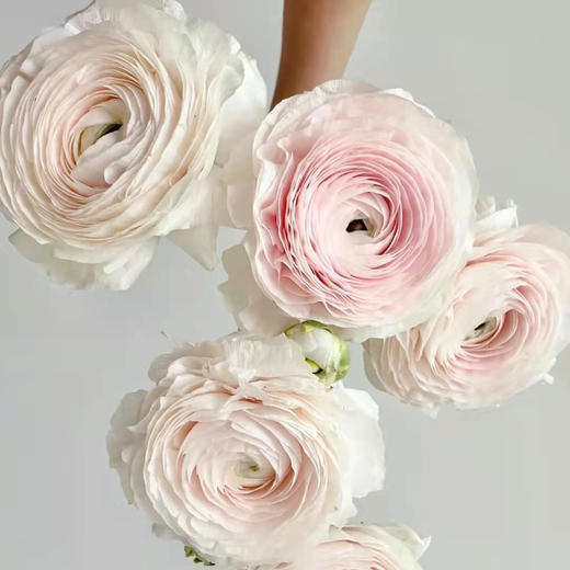 精品花材河内洋牡丹5支 商品图1