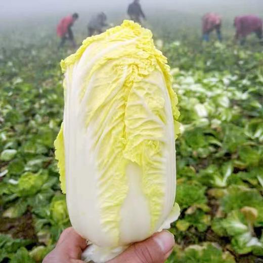 娃娃菜（散装）（约500g） 商品图1