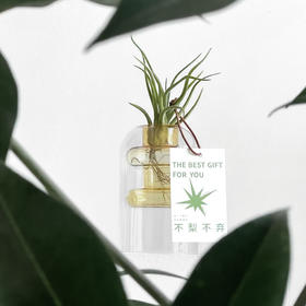 女生节鲜花“不梨不弃”