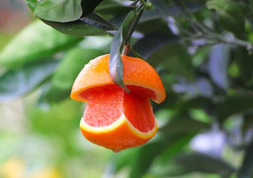 秭归中华红血橙（云南） 商品图0