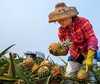 4.9日，湛江菠萝的海、国际港口、白茅海3天航拍团 商品缩略图2