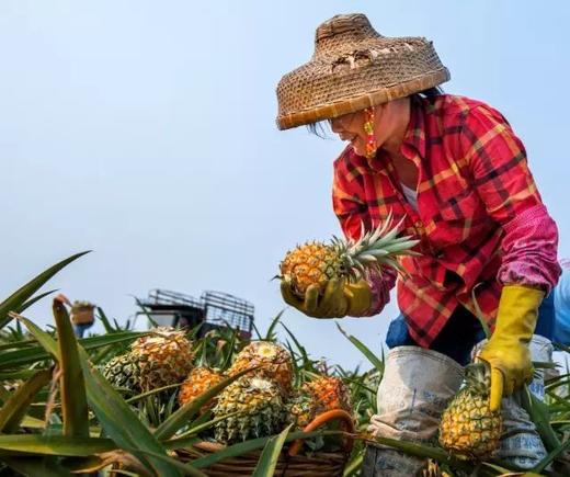 4.9日，湛江菠萝的海、国际港口、白茅海3天航拍团 商品图2