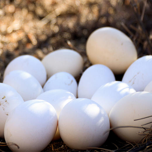 云南迪庆香格里拉 藏鸡蛋25枚装 商品图1