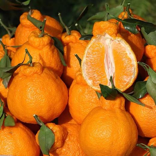 【NB】耙耙柑 四川眉山 商品图3