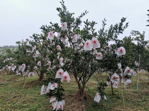 【NB】耙耙柑 四川眉山 商品图6