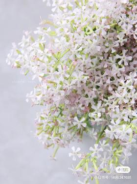 国产花材-【细米花】
