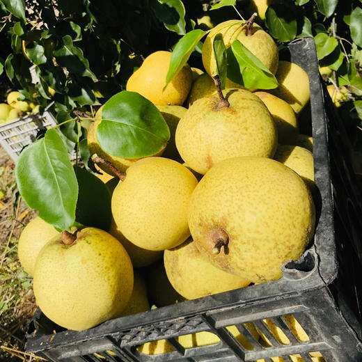 云南迪庆香格里拉高原特产藏梨膏220g/瓶 商品图1