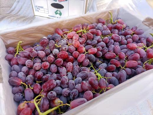 澳洲无籽克瑞森红提长粒颗粒均匀小巧颜值高自然成熟入口清新且果肉脆