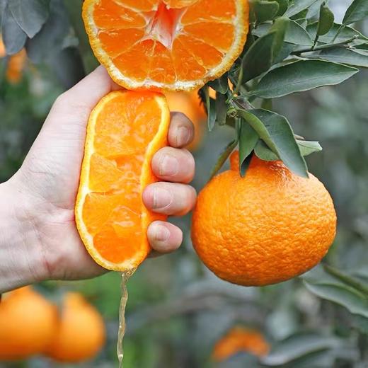 【NB】耙耙柑 四川眉山 商品图1