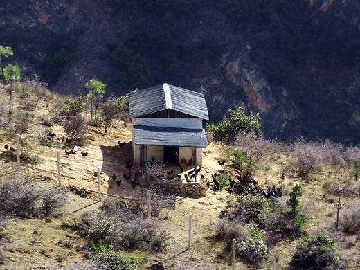 云南迪庆香格里拉 藏鸡蛋25枚装 商品图3