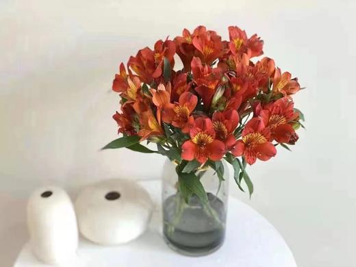 六出花 | 大红 商品图0