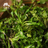 野生菏泽荠菜 | 合作生产*Wild-Heze Shepherd's purse | Coproduction 商品缩略图0