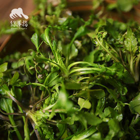野生菏泽荠菜 | 合作生产*Wild-Heze Shepherd's purse | Coproduction