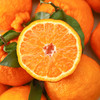 【不知火丑橘 5斤】| 丑得出奇，甜嫩着迷，个大爆汁的不知火丑橘来袭，新鲜现摘现发，吃了太过瘾 商品缩略图0
