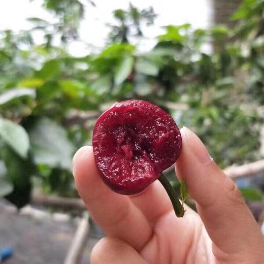 [最农公社]顺丰主推|大连美早1斤2斤3斤5斤（3J-5J）美早大樱桃颗颗鲜甜饱满多汁 商品图6