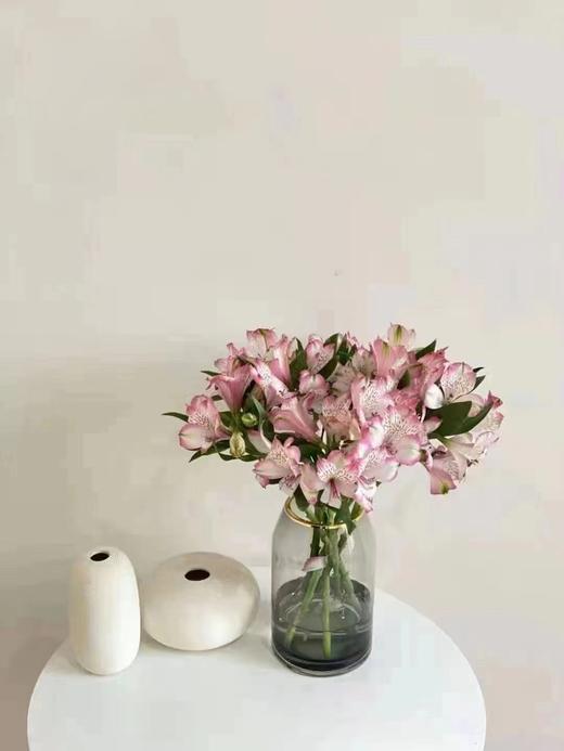 六出花 | 粉白色 商品图0