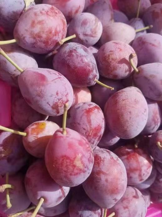 【公益西梅树】2022年我为汽车种棵树“我有一棵树 长在阿克苏”之西梅来了 公益西梅树认种 商品图2