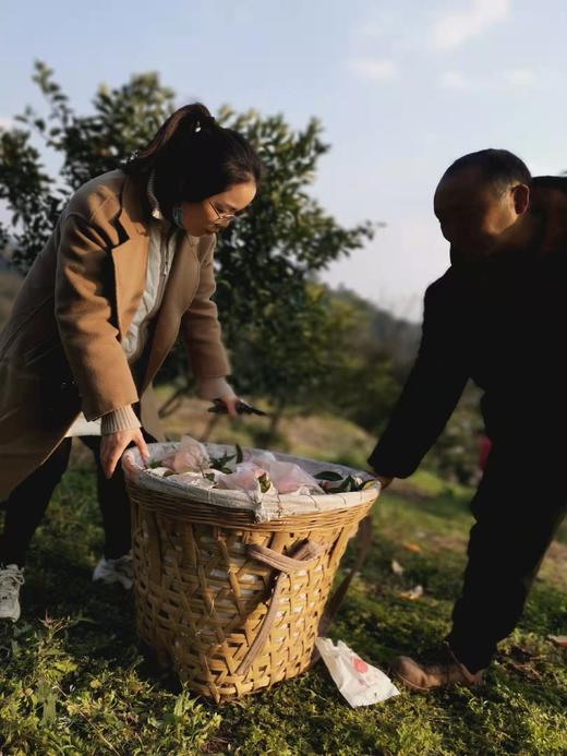 【NB】耙耙柑 四川眉山 商品图8