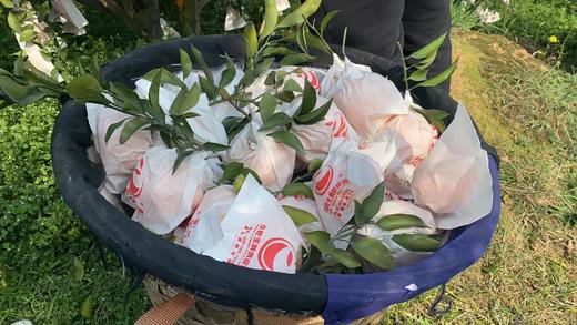 【NB】耙耙柑 四川眉山 商品图7