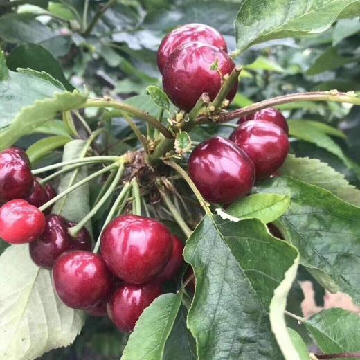 [最农公社]顺丰主推|大连美早1斤2斤3斤5斤（3J-5J）美早大樱桃颗颗鲜甜饱满多汁 商品图7