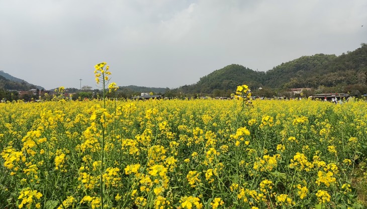 户外【行摄花都】行摄千亩桃花,油菜花海,打卡广州"火焰山,摘木瓜1