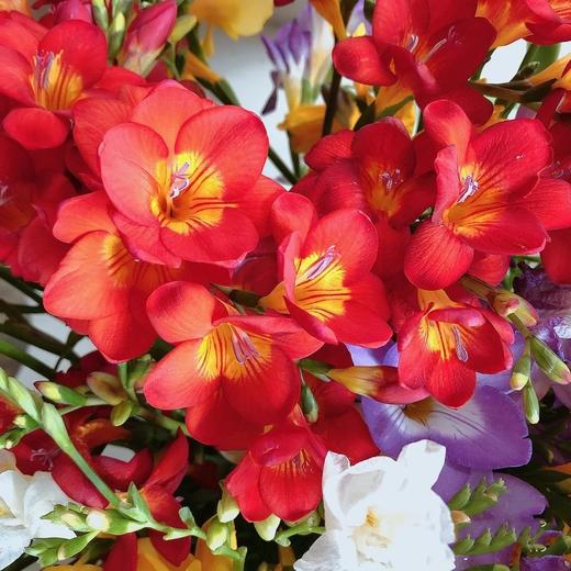 香雪兰随机色 商品图3