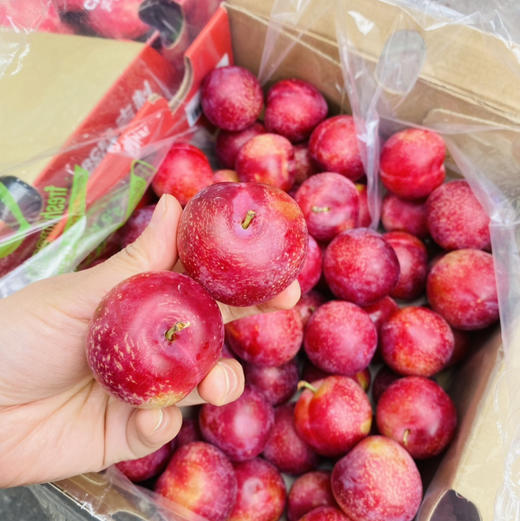 智利 樱桃李 5勾大果 商品图11