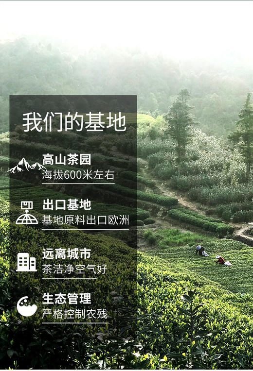 珍品寿眉 京东同款 出口备案基地 2020年 商品图10