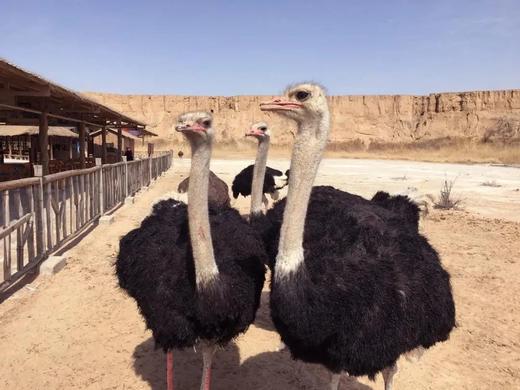 【水洞沟景区】需提前一小时购票。中国史前考古的发祥地，探秘旧石器时代遗址，观土林奇绝景观，长城、峡谷、藏兵洞、城堡、水系，穿越三万年 商品图5