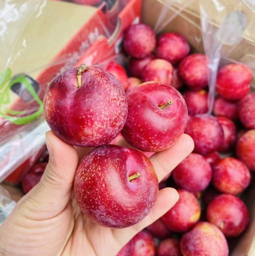 智利 樱桃李 5勾大果 商品图10