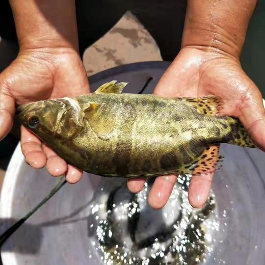 有机桂花鱼/云南高原水库 商品图0