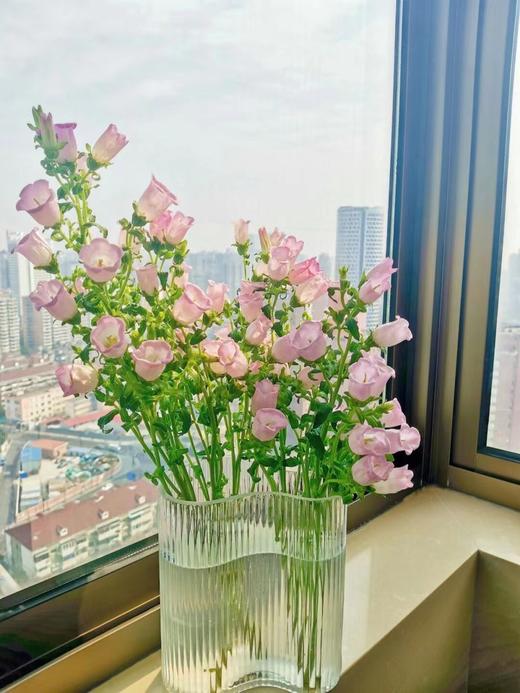 【周四秒杀】粉色风铃花39.8元 商品图2