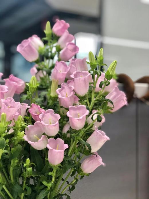 【周四秒杀】粉色风铃花39.8元 商品图1