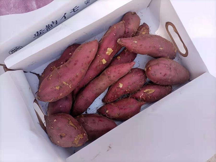 【 安纳芋地瓜】粉糯香甜,香甜可口,吃起来跟蜜一样甜,它的皮真的很薄