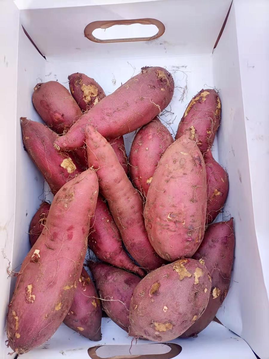 【 安纳芋地瓜】粉糯香甜,香甜可口,吃起来跟蜜一样甜,它的皮真的很薄