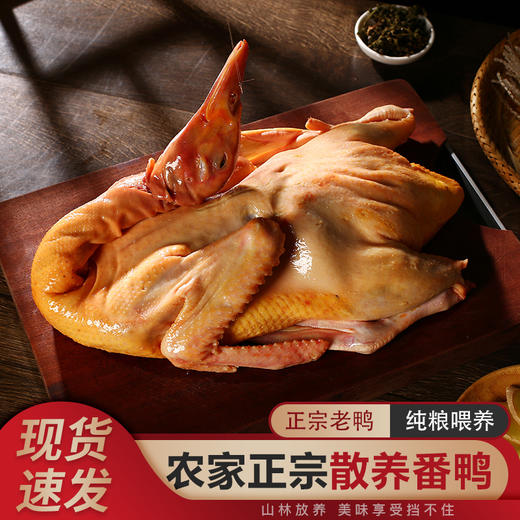 【农家特产】皖北特产 番鸭 5-5.5斤/只 商品图0
