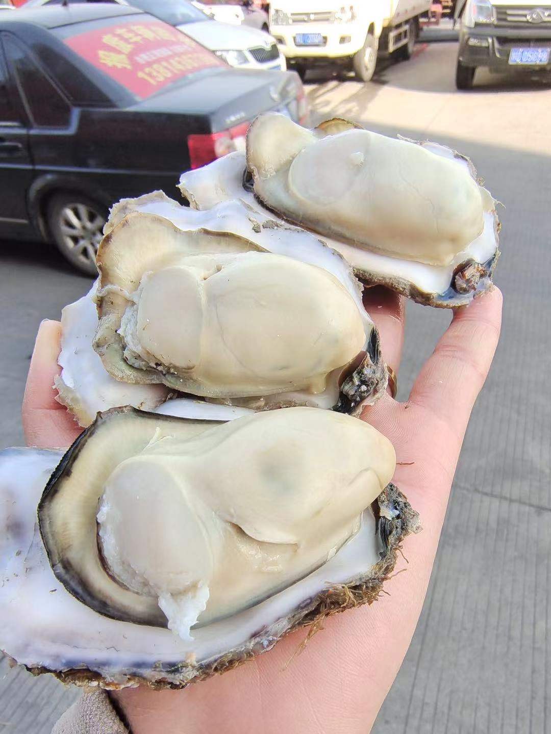 周二取货：【匠心级乳山生蚝(中大蚝）】一箱净重约2.5斤左右（约8-10只）24小时标准净化，又肥又鲜