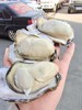 周二取货：【匠心级乳山生蚝(中大蚝）】一箱净重约2.5斤左右（约8-10只）24小时标准净化，又肥又鲜 商品缩略图0