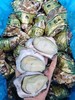 周二取货：【匠心级乳山生蚝(中大蚝）】一箱净重约2.5斤左右（约8-10只）24小时标准净化，又肥又鲜 商品缩略图2