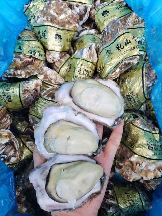 周二取货：【匠心级乳山生蚝(中大蚝）】一箱净重约2.5斤左右（约8-10只）24小时标准净化，又肥又鲜 商品图2